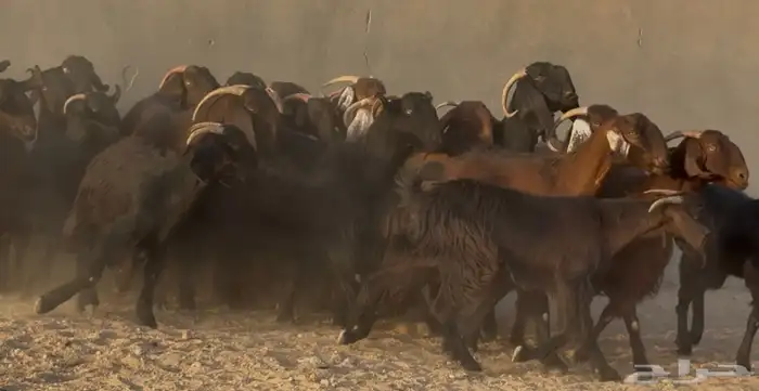 تبارك الله   عرض نادر قبرصيات ومصريات دهم دفيع العدد 28 15