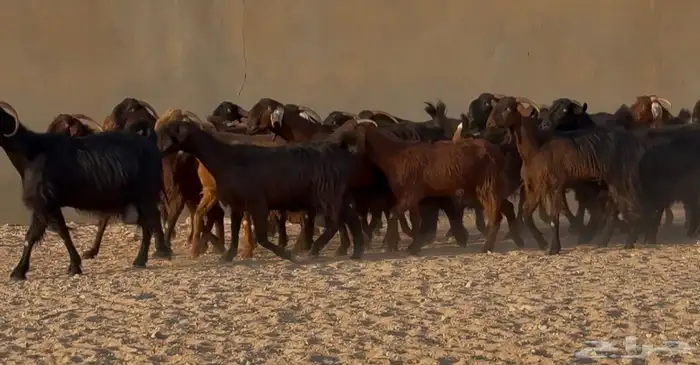 تبارك الله   عرض نادر قبرصيات ومصريات دهم دفيع العدد 28 11