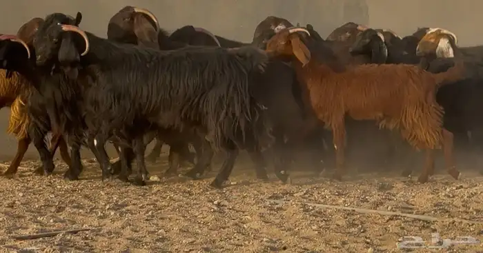 تبارك الله   عرض نادر قبرصيات ومصريات دهم دفيع العدد 28 18