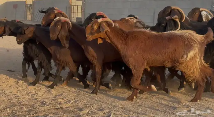 تبارك الله   عرض نادر قبرصيات ومصريات دهم دفيع العدد 28 7