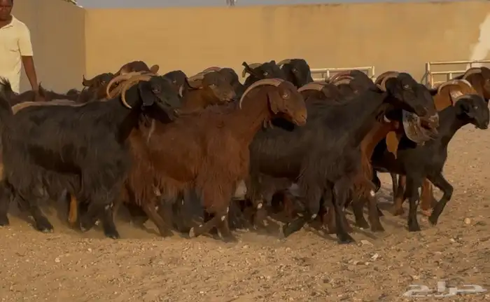 تبارك الله   عرض نادر قبرصيات ومصريات دهم دفيع العدد 28 1