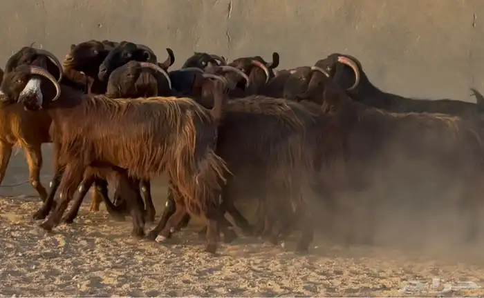 تبارك الله   عرض نادر قبرصيات ومصريات دهم دفيع العدد 28 3