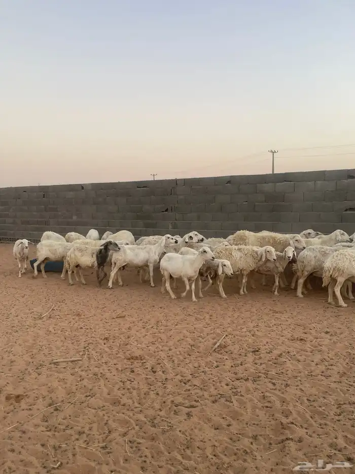 غنم حريه للبيع 3