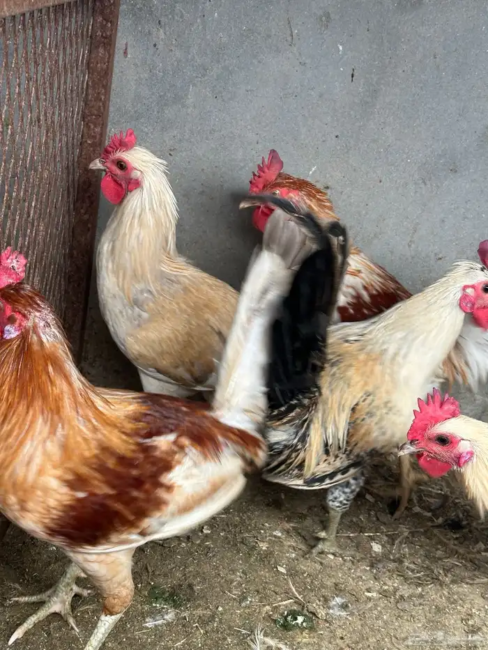 مجموعة دياكة للبيع   مشكلة ونظيفة 4