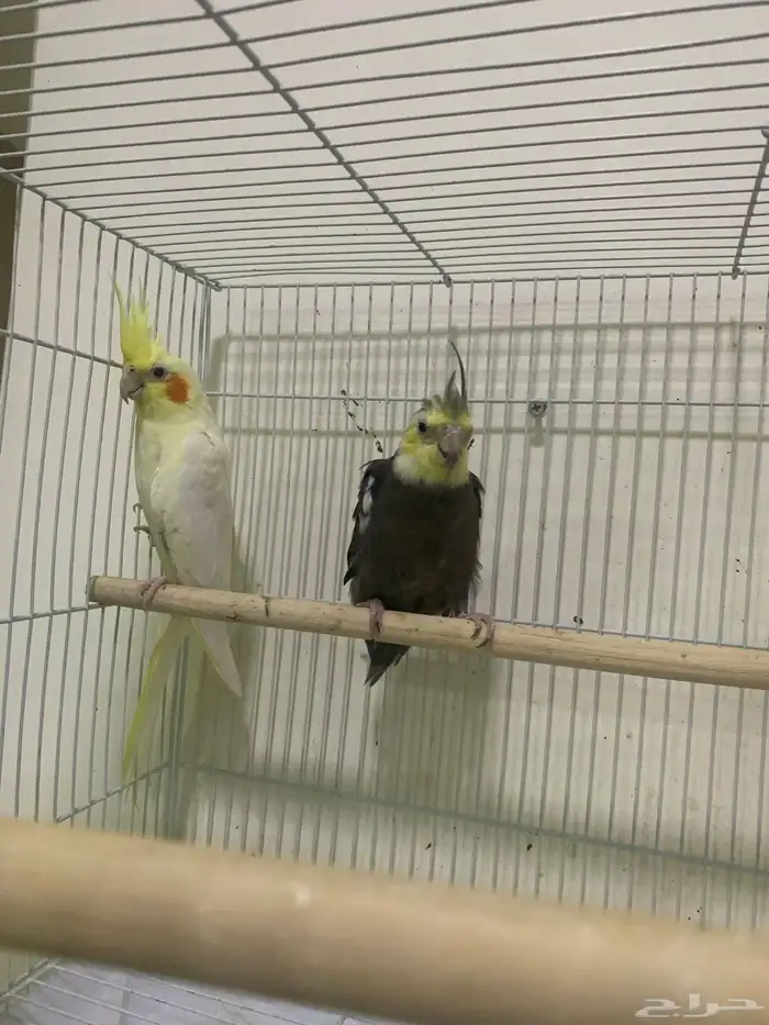 زوج كروان منتج 0