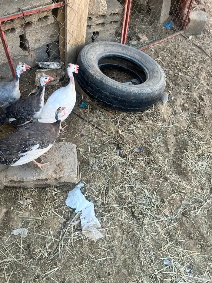 دجاج طقم حبشي تم البيع 12