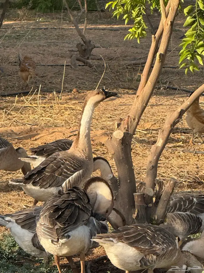 وز عراقي (توصيل مجاني داخل البكيريه) 11