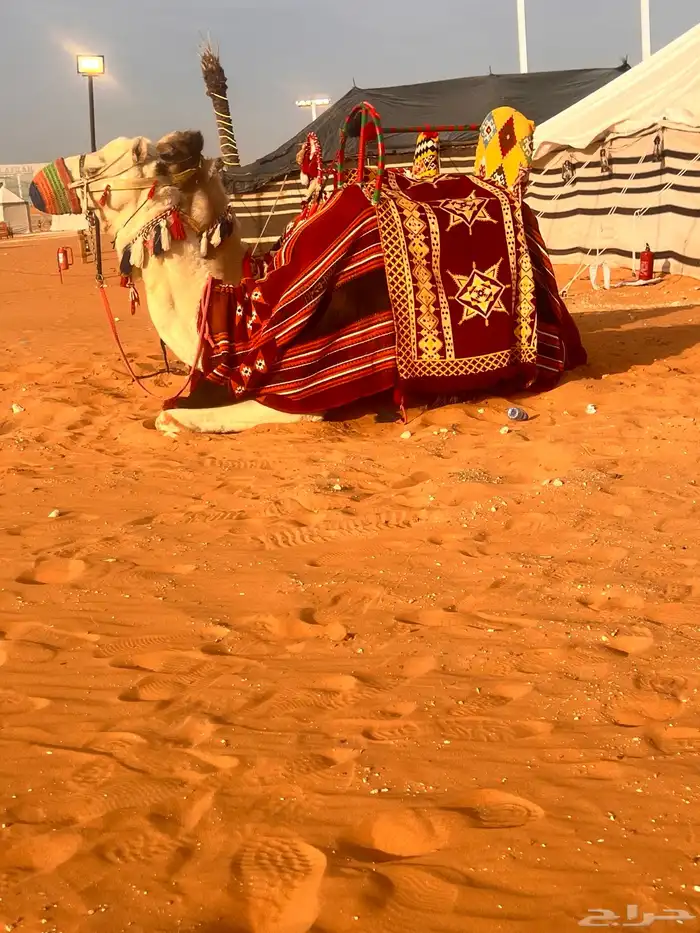 يوجد لدينا أجار خيل و جمال و سيسي 1