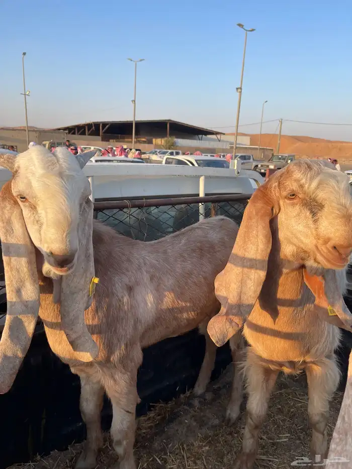 تيوس الاعمار 6 شهور نص 2