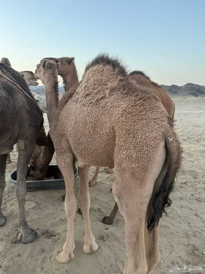 المدينه. المنوره. غرب قرية اليتمه 6