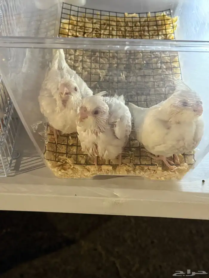 فروخ كروان البينو ( تم البيع ) . 1