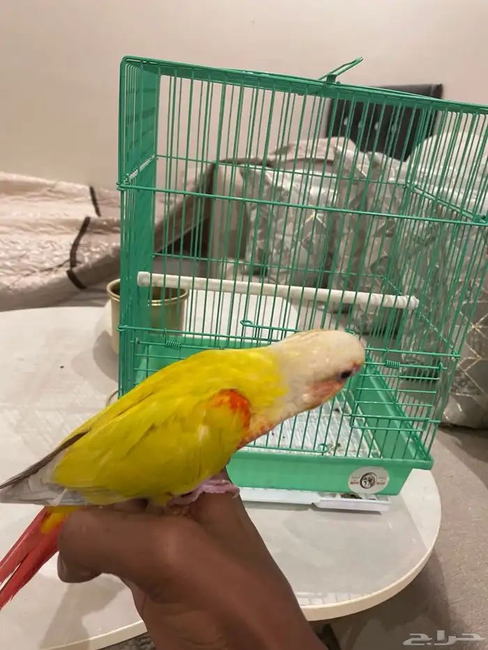 كنيور صن شك 1