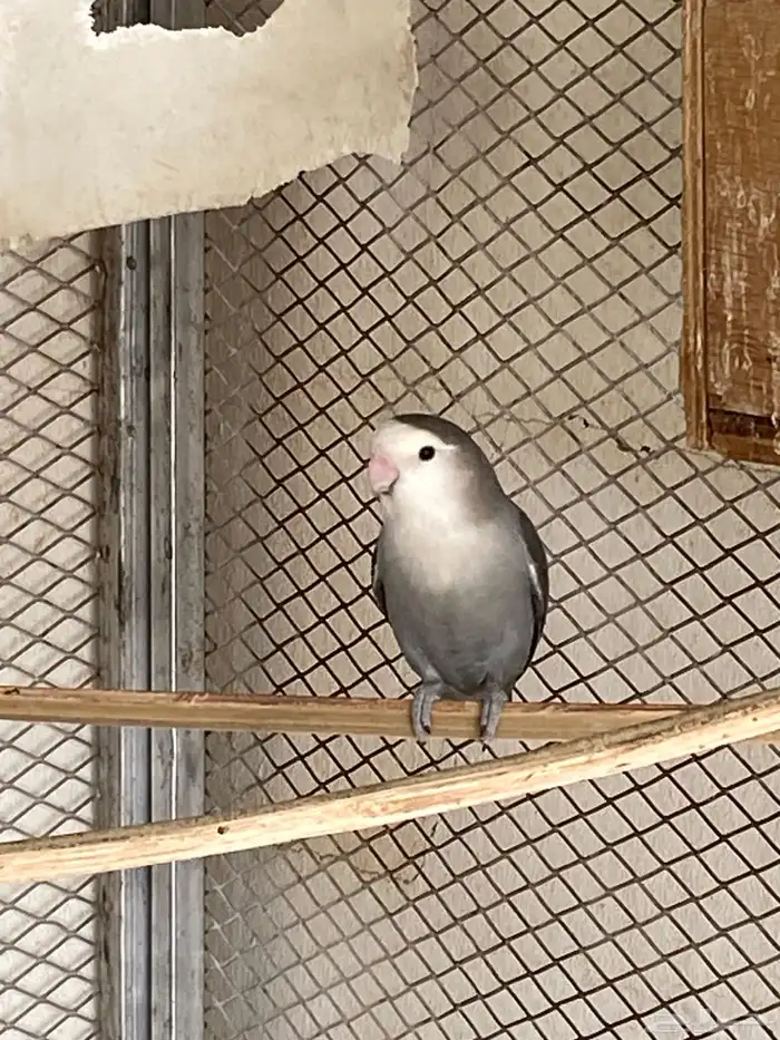 زوج روز مكينه انتاج مع فروخه 0