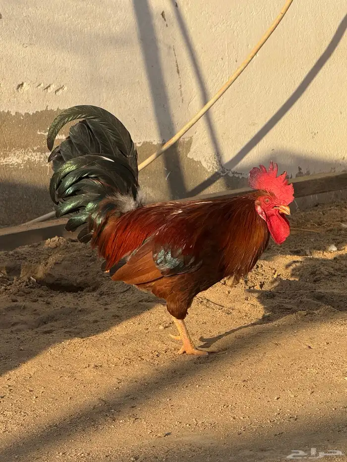 للبيع ديوك بلدي 1