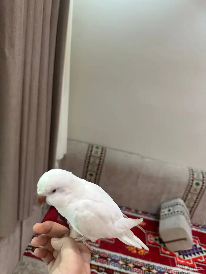 كويكر البينو 2