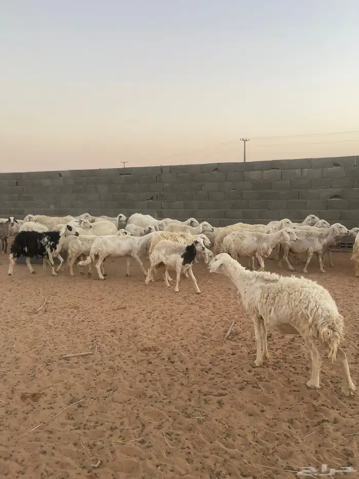 غنم حريه للبيع 0
