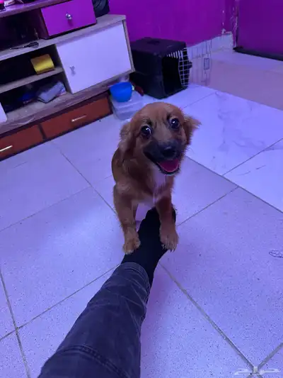 المعبوج index