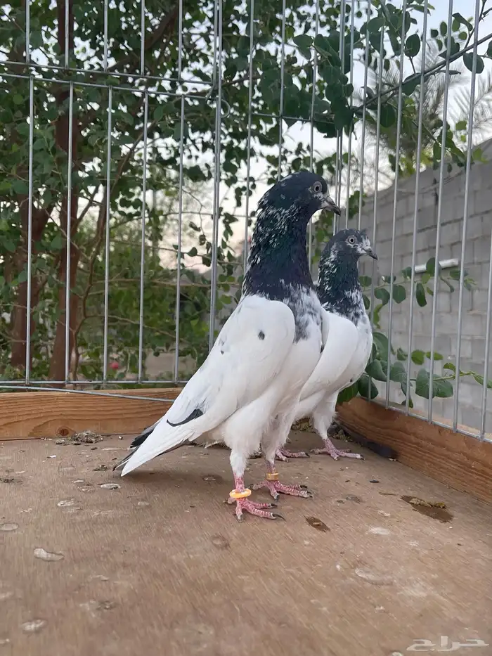 زوج تيدي سأس 6