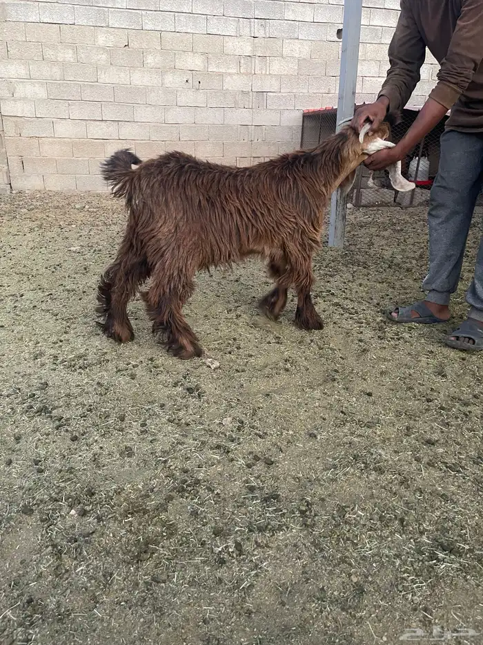 للبيع تيوس وجفار فل شحم 3