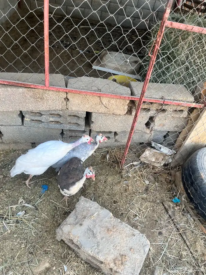 دجاج طقم حبشي تم البيع 7