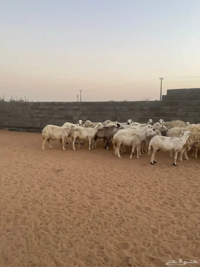 غنم حريه للبيع 2