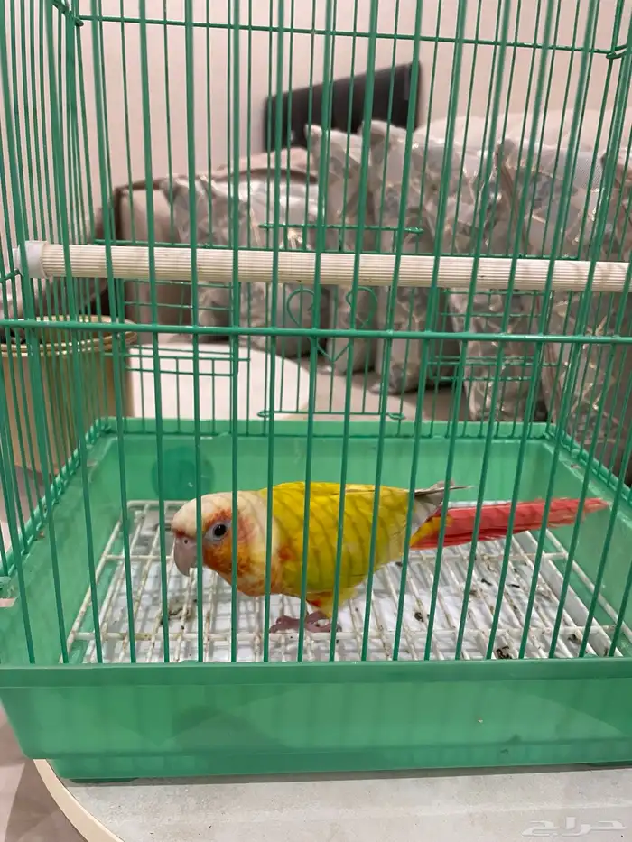 كنيور صن شك 2