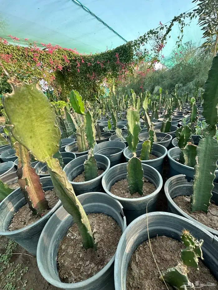 شتلات دراغون فروت فاكهة التنين 3