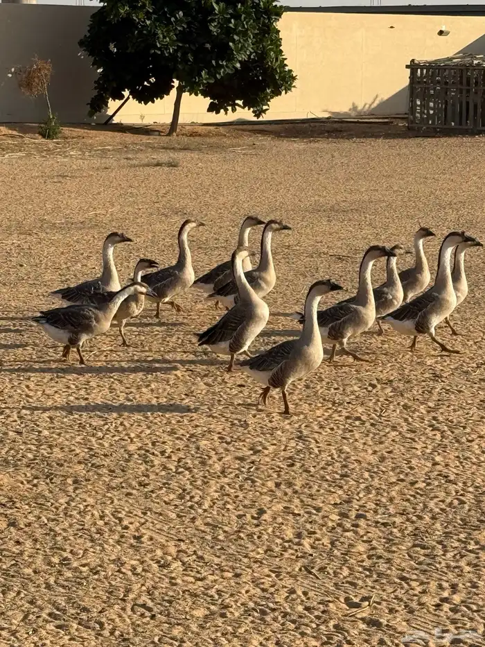 وز عراقي (توصيل مجاني داخل البكيريه) 25