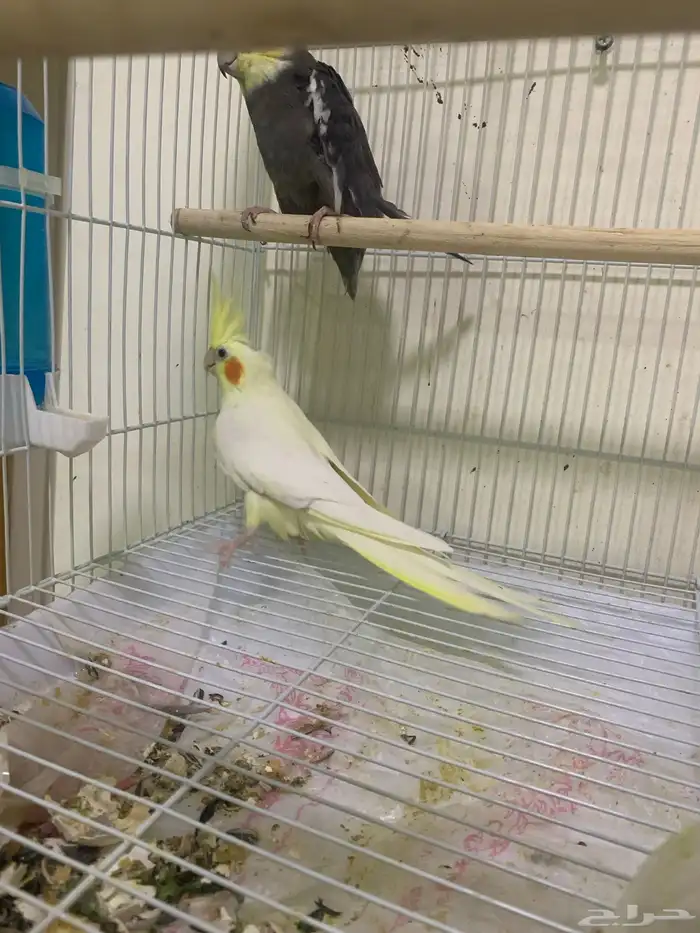 زوج كروان منتج 1