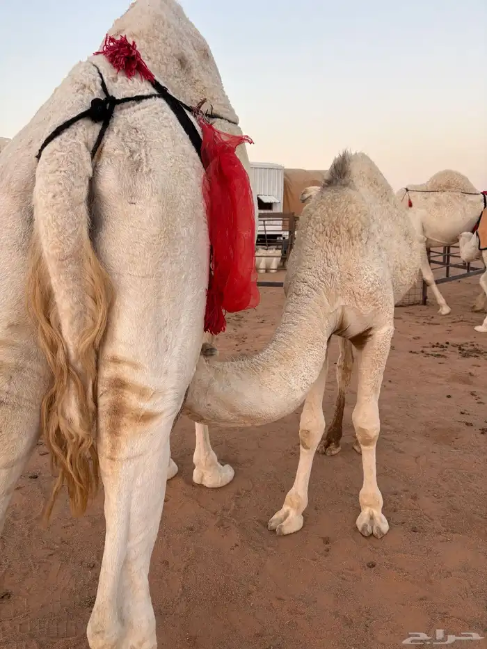 للبيع قعود طيب 3