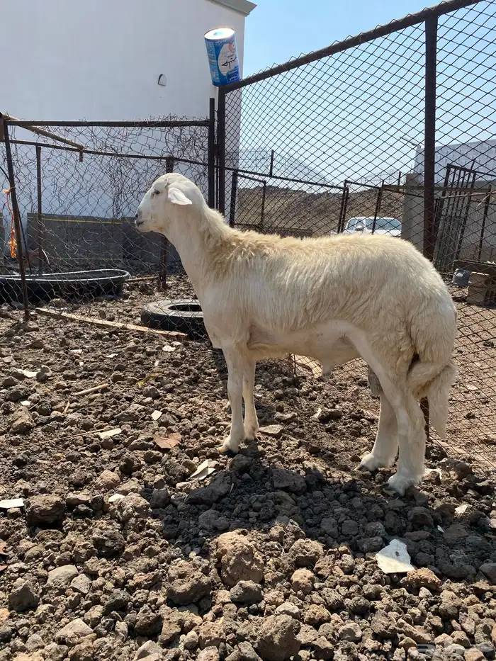 محايل عسير مشروع فحل حري 2