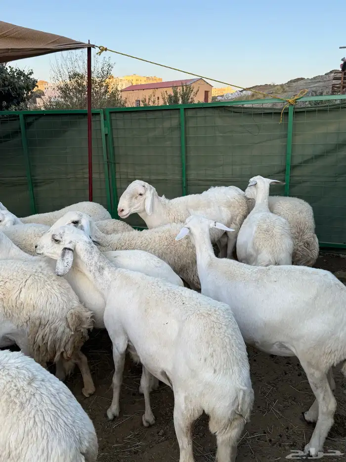 غنم مراح منوة القناي ( صغار سن ) 9