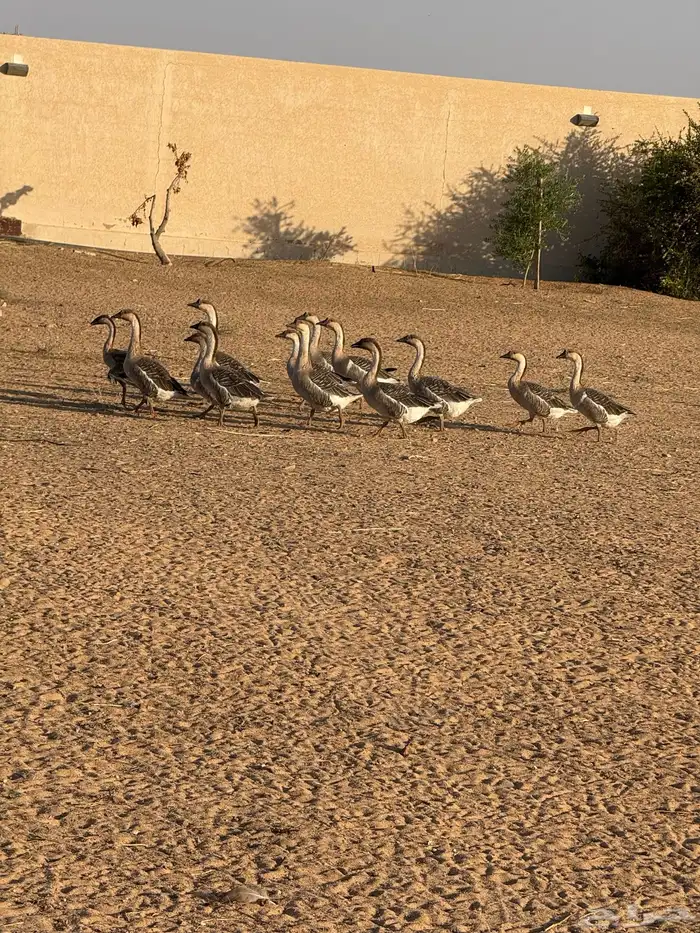 وز عراقي (توصيل مجاني داخل البكيريه) 3