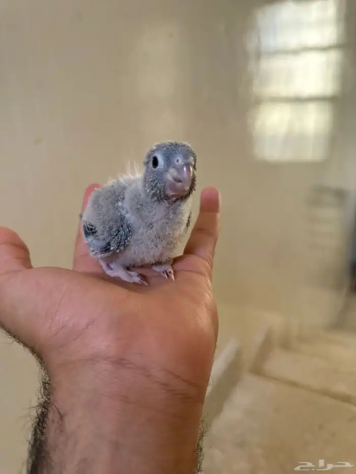 كنيور فروخ 1