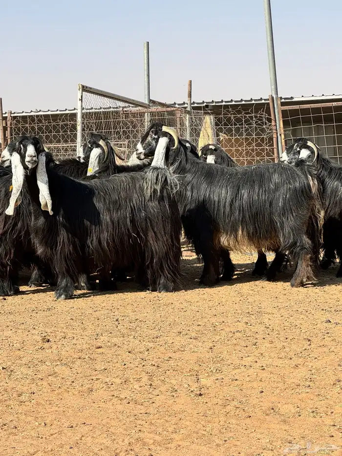 ماعز عوارض صنف الصنف تبارك الرحمن 12