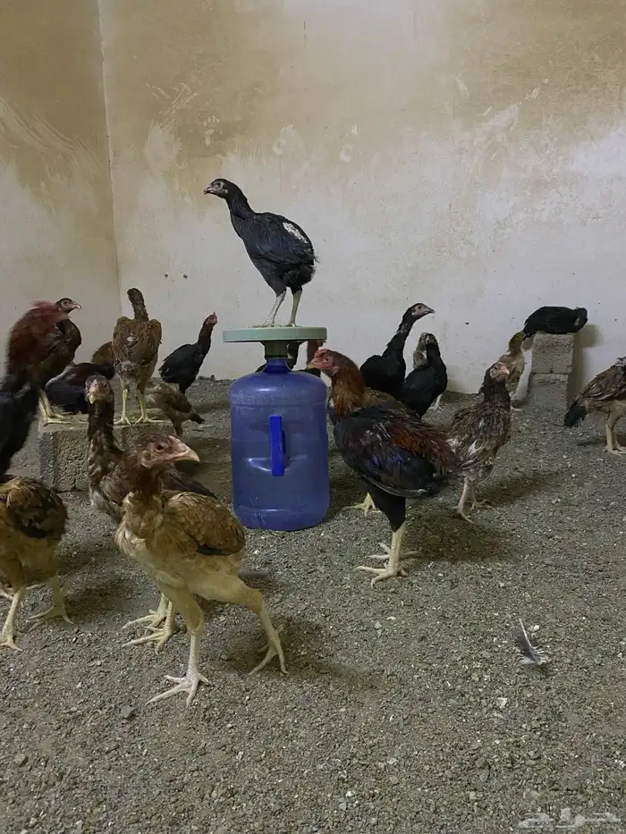 صوص باكستاني 4