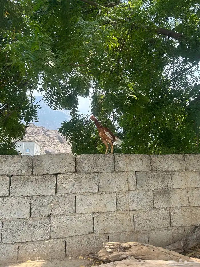 دجاج سندي صافي 1
