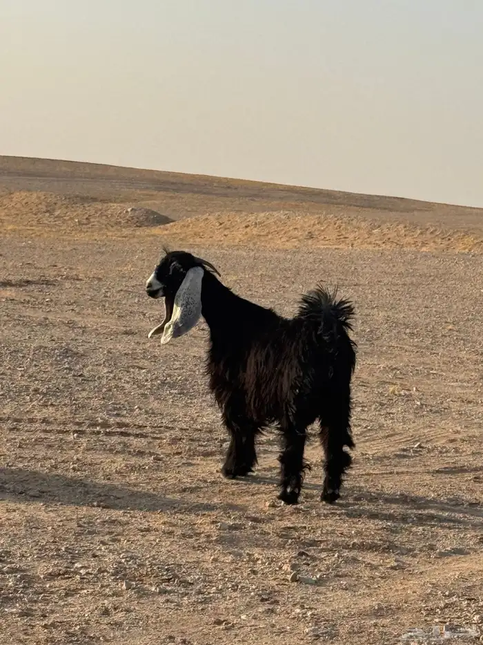 جفره جذعه مضرع شرط سونار 0