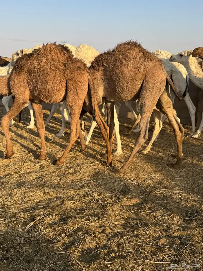 حشو طيه وفاخرة للبيع 1