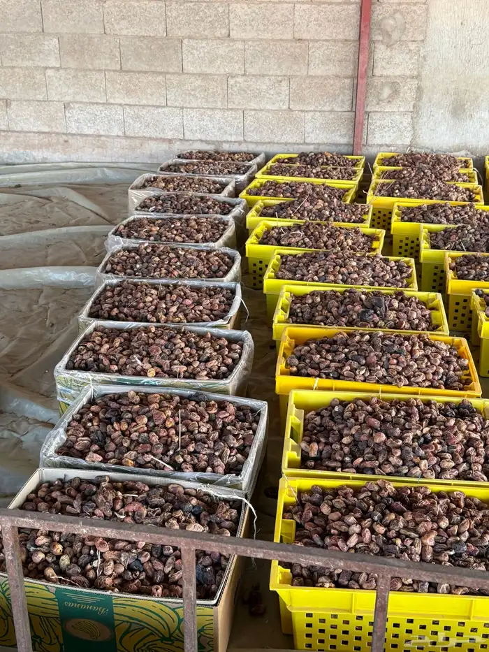 بيع تمر ناشف علف مواشي 0