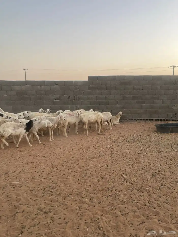 غنم حريه للبيع 6