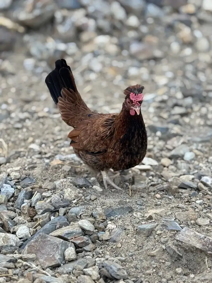 ديك ودجاجة أفرق مقبع قرم 6