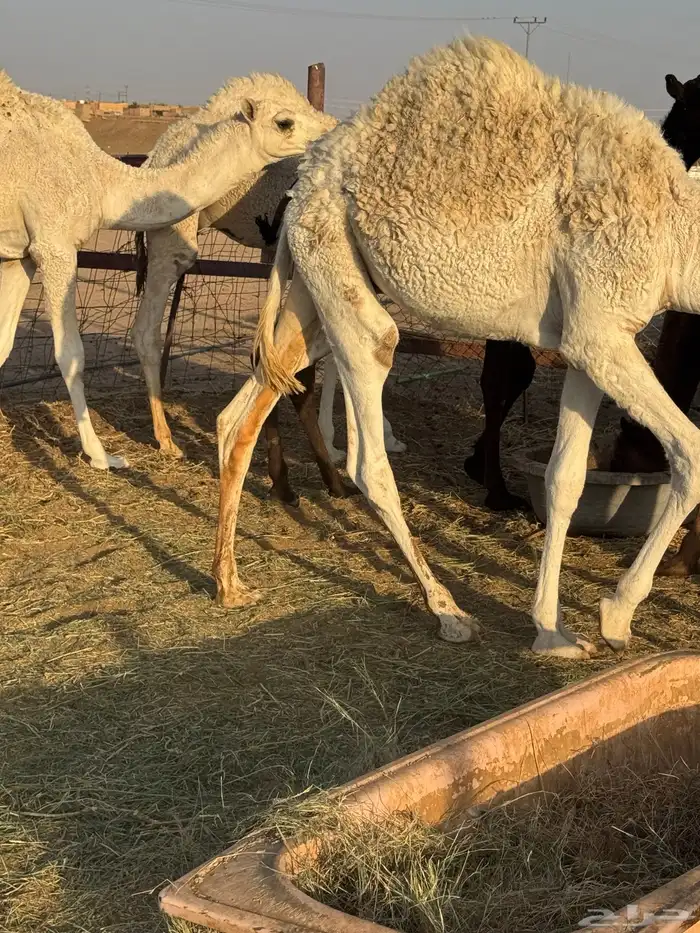 حشو طيه وفاخرة للبيع 4