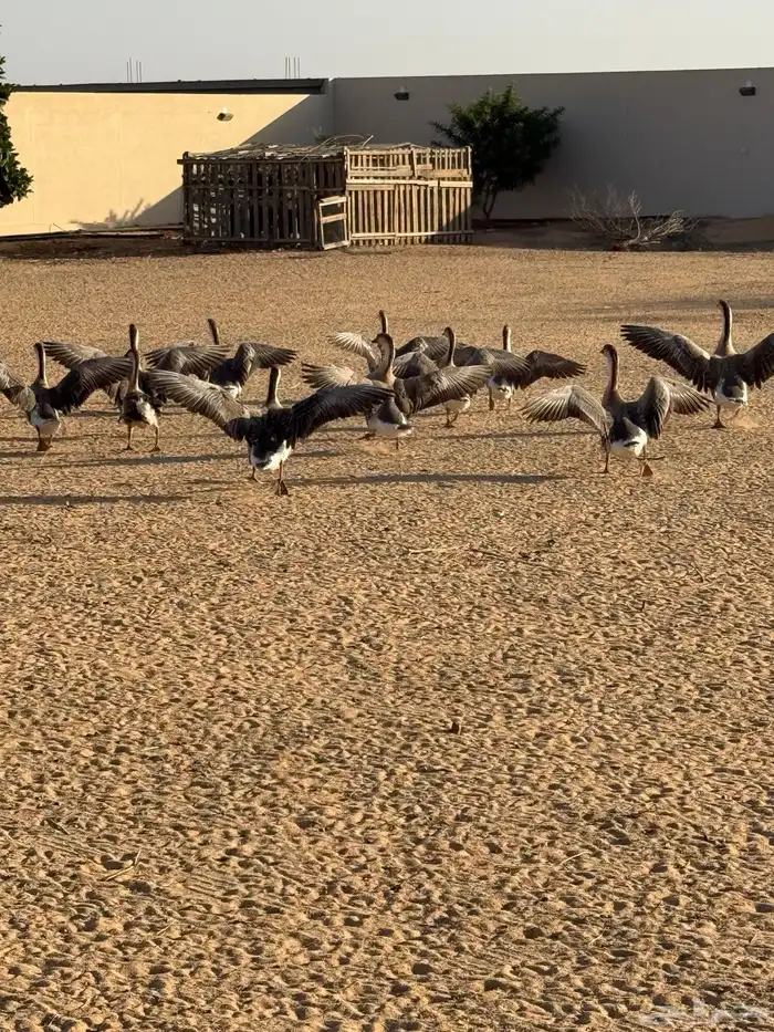 وز عراقي (توصيل مجاني داخل البكيريه) 24