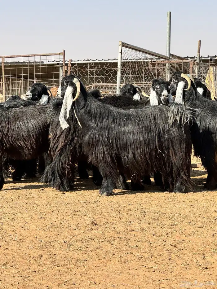 ماعز عوارض صنف الصنف تبارك الرحمن 8