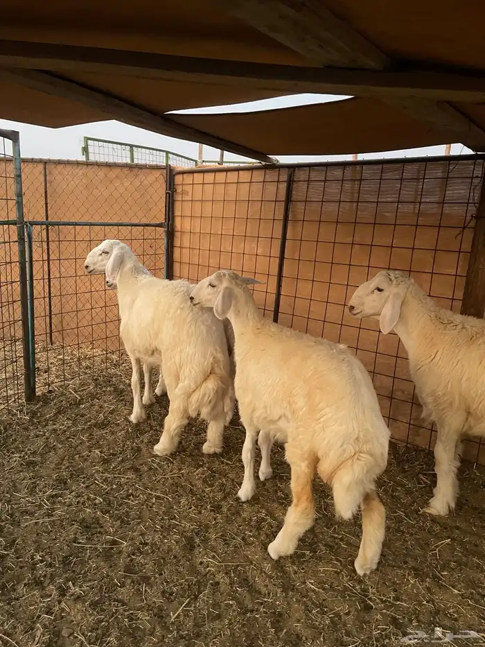 طليان حريه جرم وشحم جبره عدد8 2