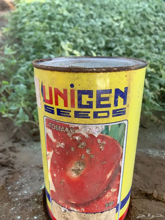 مباقل بندوره ابوشوكه وفلفل رومي موقعها كليه 1