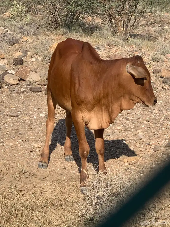 حسلان(تم البيع ) 3