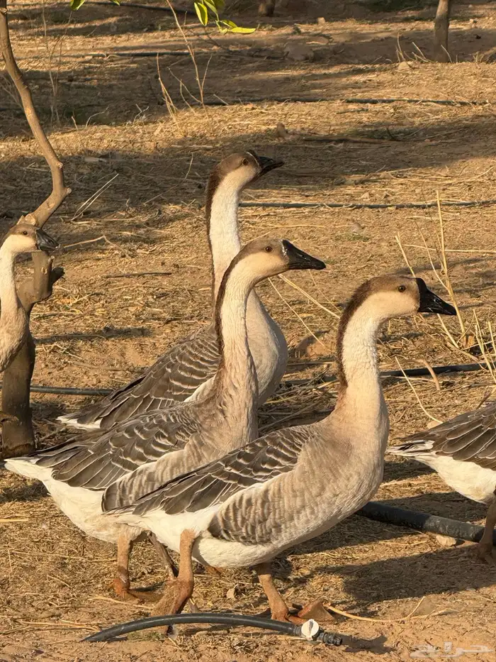 وز عراقي (توصيل مجاني داخل البكيريه) 0