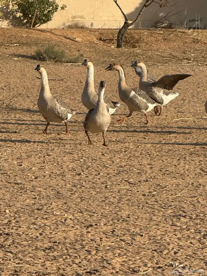 وز عراقي (توصيل مجاني داخل البكيريه) 33